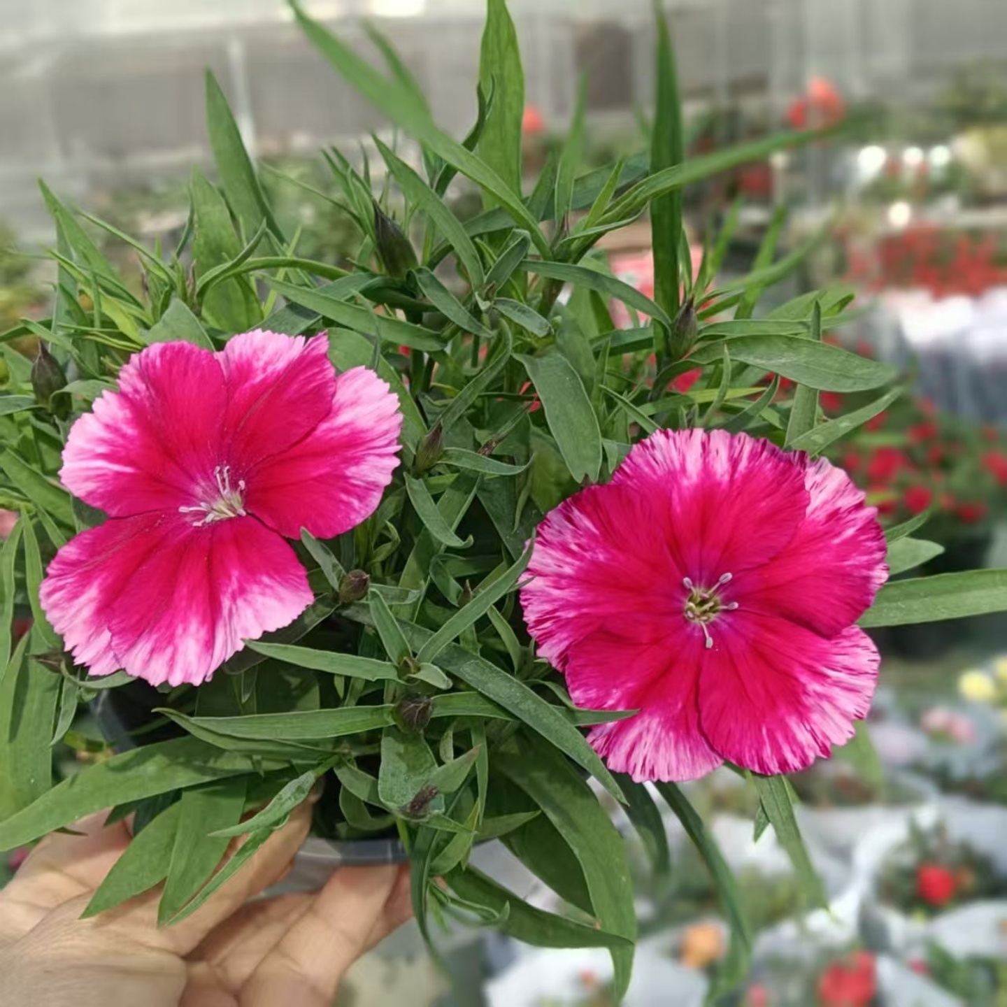 大花石竹盆栽花卉带花多年生优质品种耐寒易活阳台花园植物