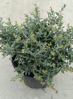 冬青先令盆栽耐晒耐寒易繁殖园林设计公园景区花园花镜植物多年生