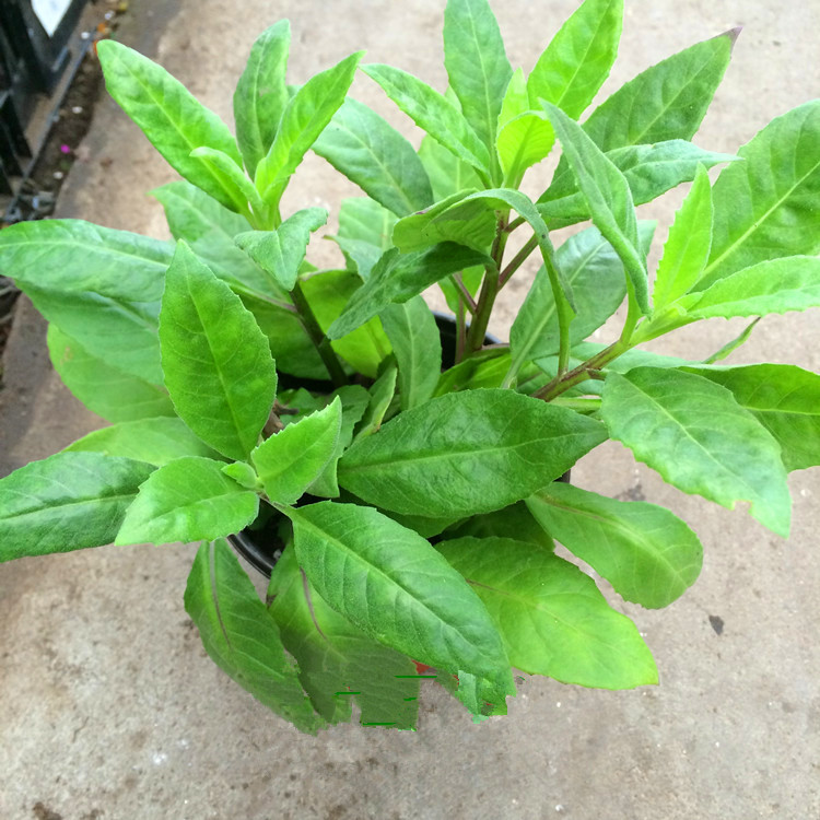 明月草盆栽大苗白子菜庭院阳台绿植多年生金鸡毛草泰国仙草包邮 鲜花速递/花卉仿真/绿植园艺 绿植 原图主图