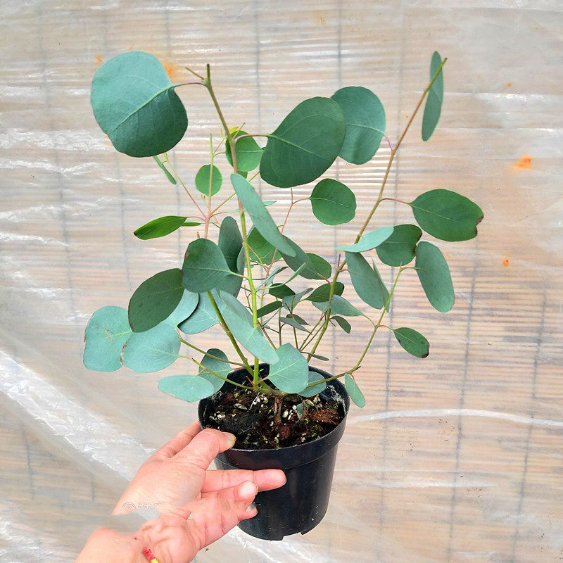 绿植尤加利阳台净化空气大苗新品