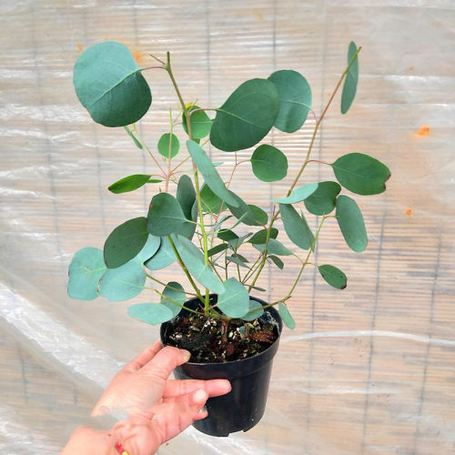 绿植尤加利阳台净化空气大苗新品