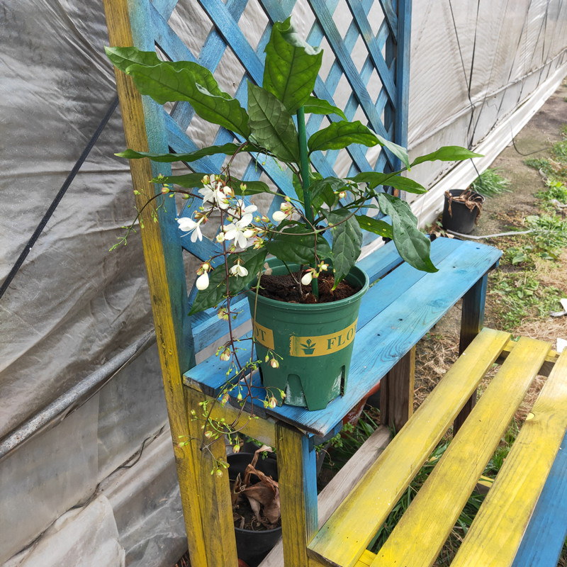 新品棒棒糖盆栽垂丝茉莉清香白玉蝴蝶泰国进口网红花卉庭院四季花