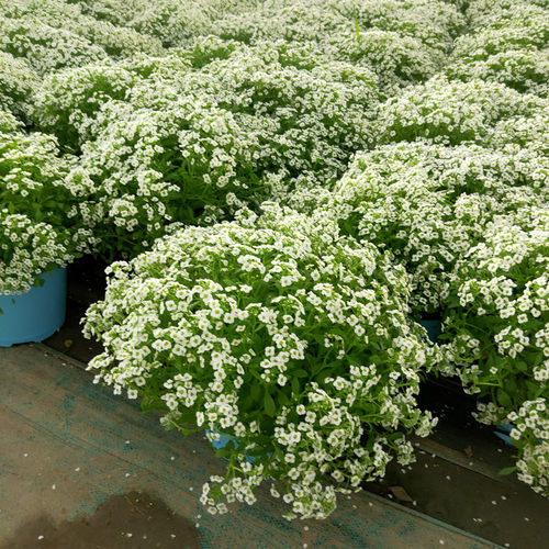 香雪球成品盆栽浓香型带花苞