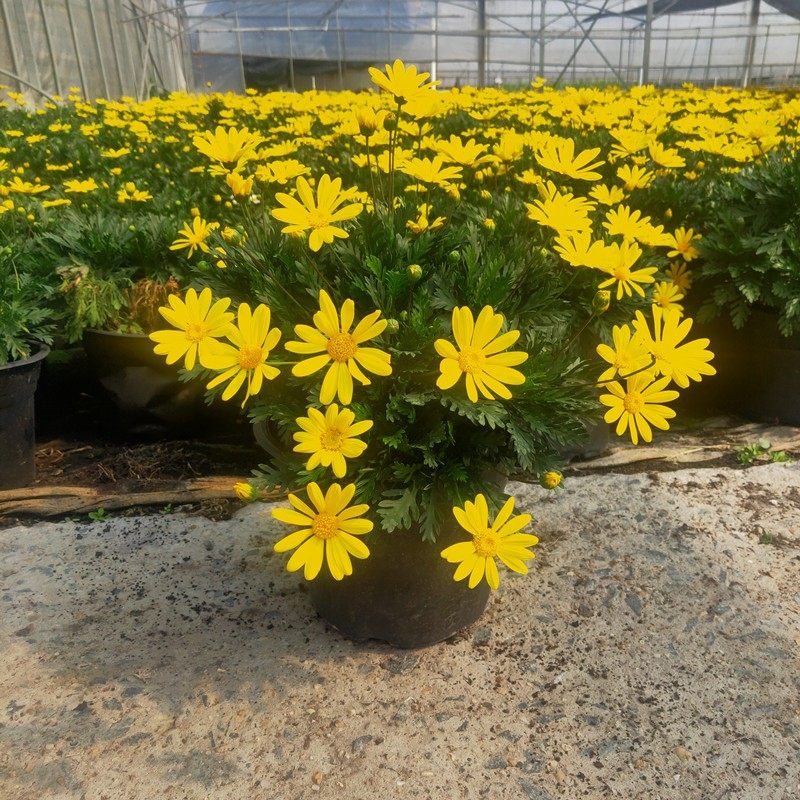 阳台庭院新款夏季黄金卧室趣味书房地皮菊美观易养绿植花卉易暴盆