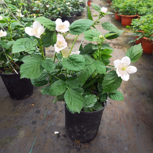 黑色树莓盆栽大苗蓝莓苗南北方均可种植带花带果发货耐热耐寒花卉