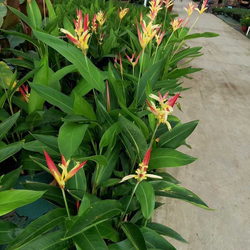 望鹤兰花苞新款成品盆栽带花祥瑞花卉阳台花园植物净化空气花苗