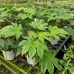 锦叶八角金盘成品盆栽花苗进口品种多年生庭院阳台观叶绿植好看
