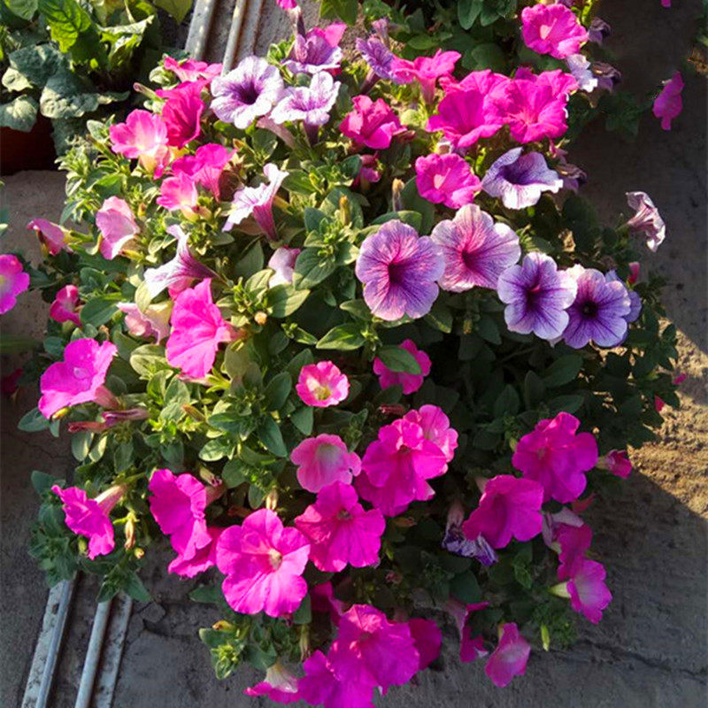 带花发包邮牵牛百万小铃舞春花