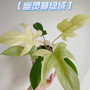 成品盆栽幽灵飞机蔓绿绒佛罗里达室内耐阴的绿植好养活趣味花卉