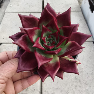 多肉植物套餐全集耐干好养精品小盆栽玉露红冬云虹之玉卡罗好养