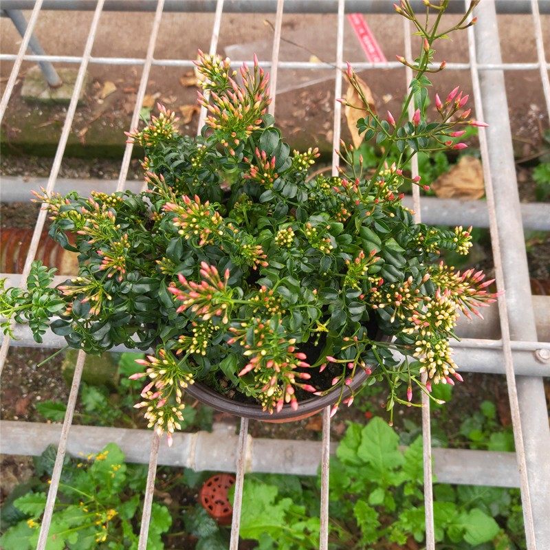 夏季室外庭院攀爬植物多花素馨