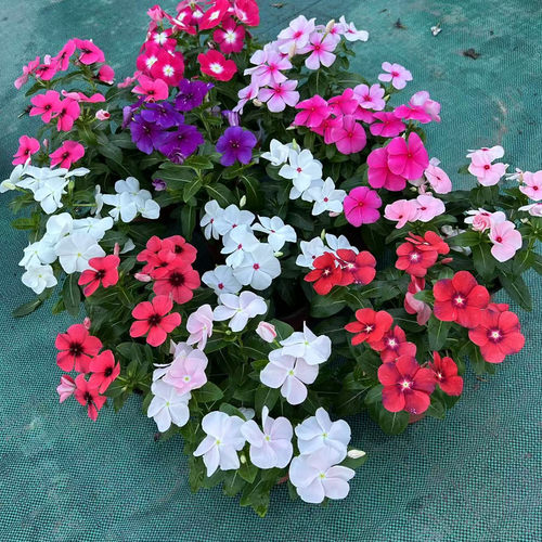长春花日日春成品大苗带花盆栽