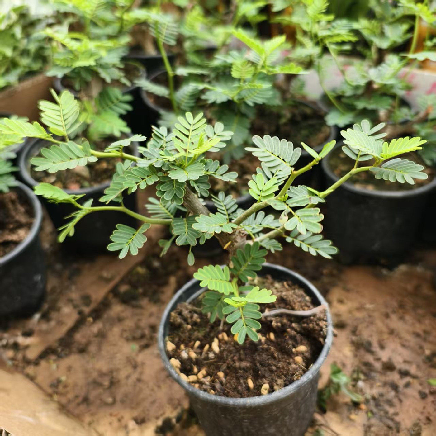 成品造型小老庄块根植物沙漠苏木室内树型绿植阳台耐干花卉好养
