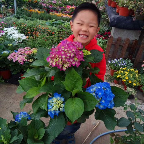 无尽夏绣球花盆栽蓝粉紫多色多年生花苗好养颜值高八仙花带花包邮