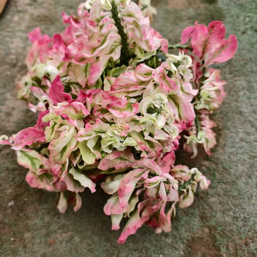 室内观叶盆栽热植净化空气垂吊