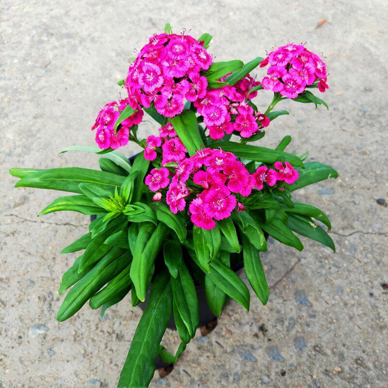 新品净化空气霹雳盆栽五彩耐寒花卉美国石竹室外室内四季多年生花