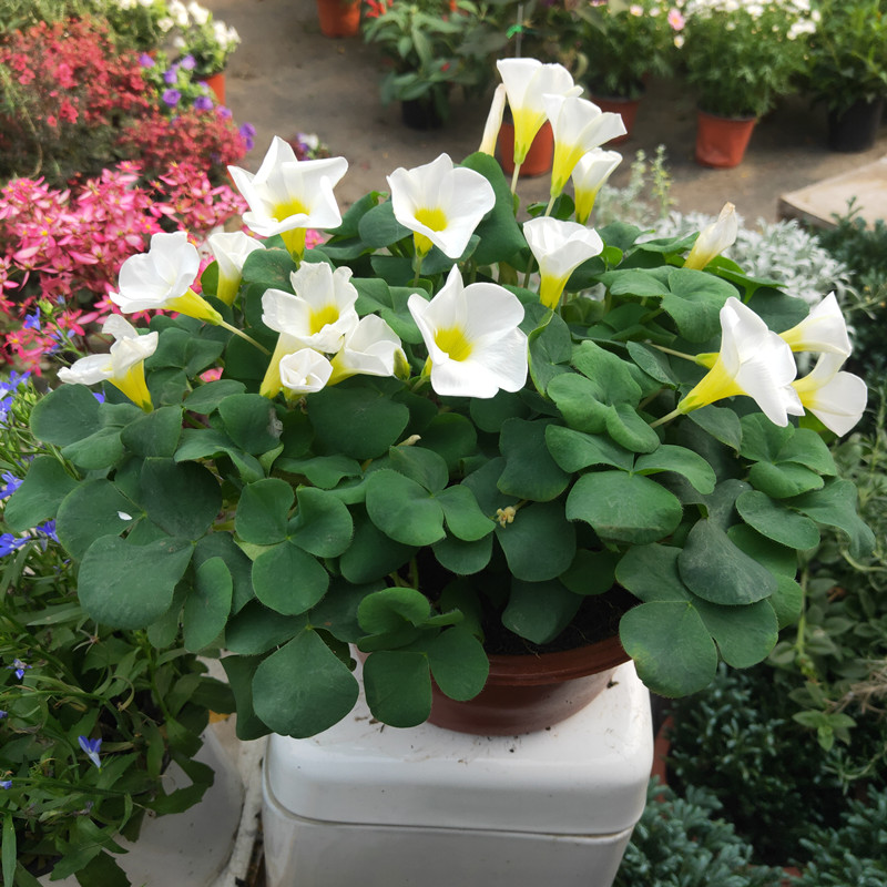 芙蓉草盆栽多年生带花