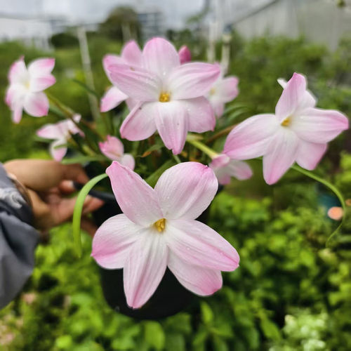 风雨兰多年生四季带花地被植物