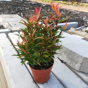 红车盆栽木本植物多年生绿植园林绿化鸿运当头庭院阳台四季花包邮