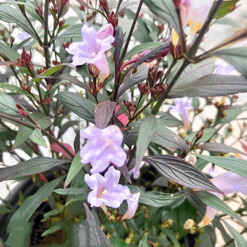 紫叶马蓝盆栽花园庭院花卉四季常绿灌木观叶观花植物马兰花苗包邮