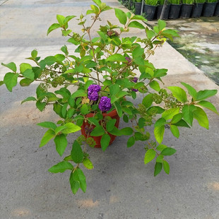 紫珠祥瑞花卉盆栽花苗庭院花园紫色珠多年生灌木带花带土发货 包邮