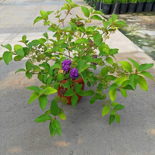 紫色珠多年生灌木带花带土发货