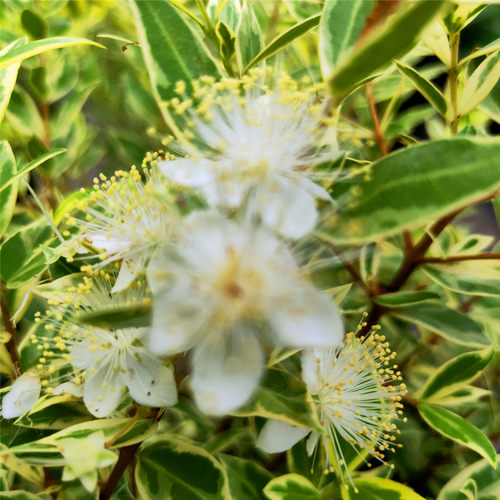 带香味大苗观叶灌木花叶香桃木