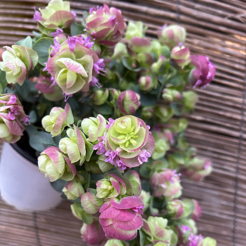 成品盆栽大苗牛至折纸画多年生耐寒漂亮庭院阳台垂吊观花观叶植物