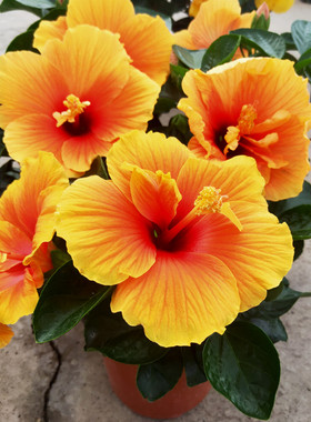 祥瑞花卉木槿芙蓉扶桑花耐晒耐热庭院阳台盆栽多年生带花苞朱槿花