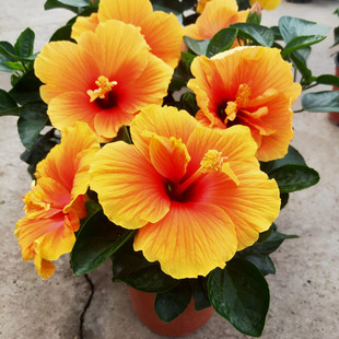 祥瑞花卉木槿芙蓉扶桑花耐曬耐熱庭院陽(yáng)臺(tái)盆栽多年生帶花苞朱槿花