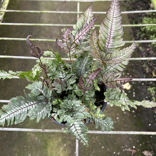 三色凤尾蕨成品盆栽绿植多年生办公桌阳台室内植物净化空气颜值高