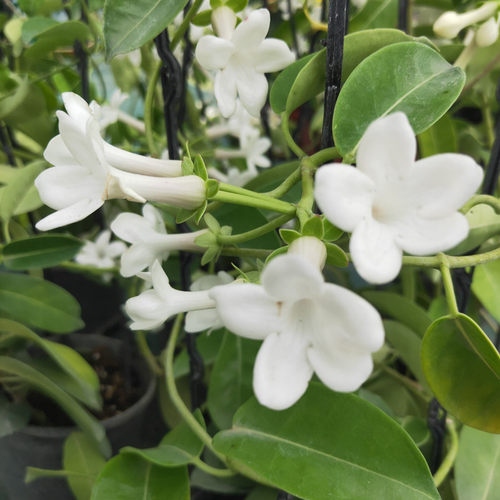 进口爬藤马达加斯加茉莉成品盆栽