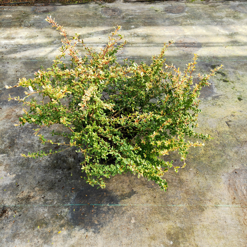 小丑火棘花镜盆栽庭院花园多年生