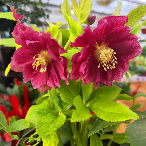 大苗多年生宿根耐寒铁筷子