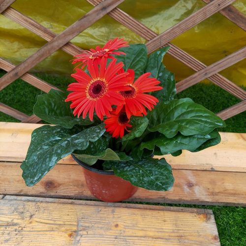 扶郎花欧洲进口品种非洲菊四季