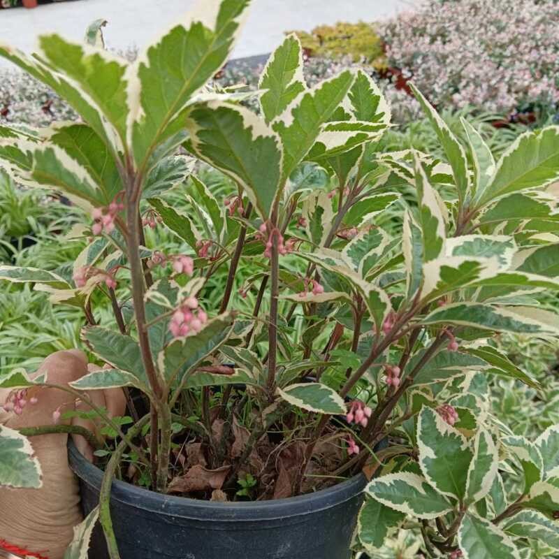 成品盆栽花叶紫金牛多年生木本植物耐热耐寒庭院阳台花园花镜植物