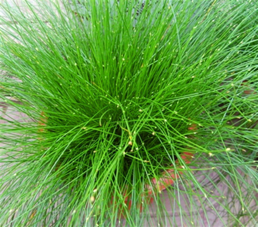 四季庭院花园绿色常绿珍珠草光纤草灯芯草花卉多年生花镜植物盆栽