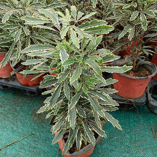 成品盆栽孔雀木室内客厅办公桌四季常青小植物状态好多年生木本