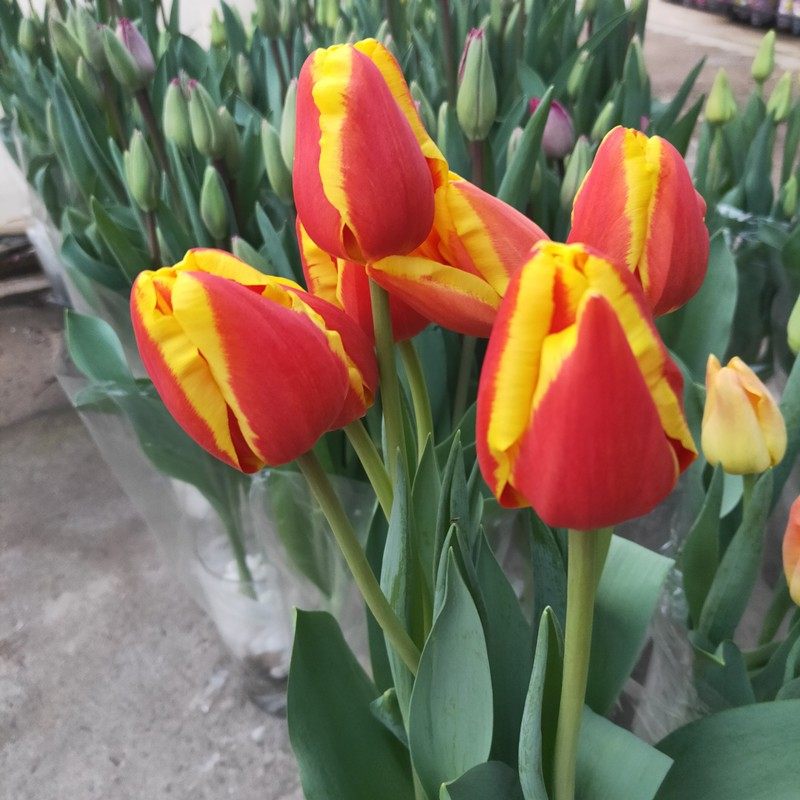 荷兰郁金香盆栽大苗植物耐寒多年生带花苞室内外阳台庭院花卉包邮