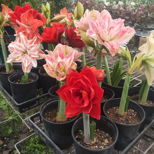 祥瑞花卉进口大花朱顶红盆栽带花苞花期长室内外耐寒植物年宵花