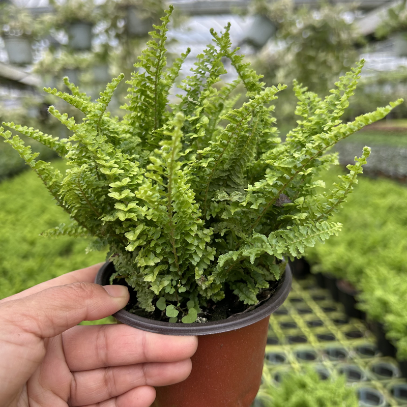 蕾丝蕨 盆栽观叶植物多年生吊兰花卉绿植玛丽莎四季常绿蕨类包邮