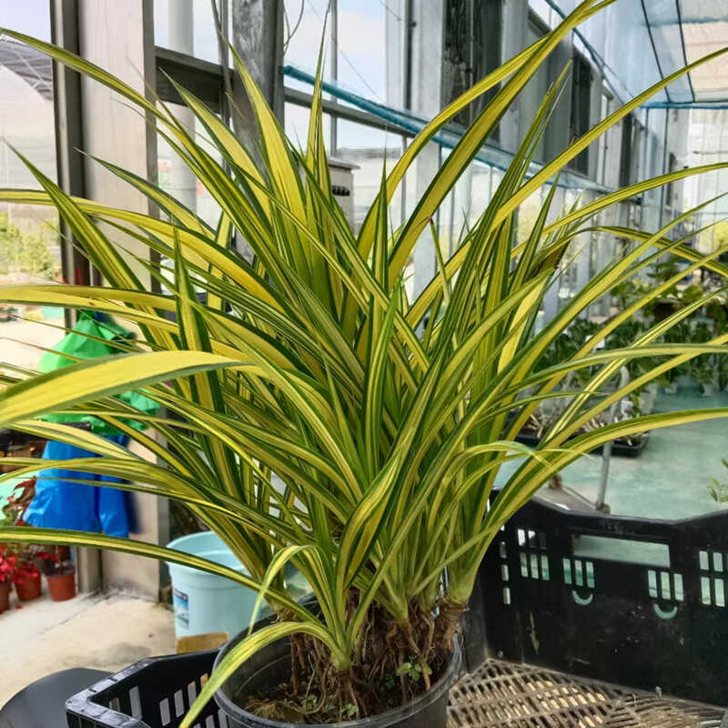 进口金心露兜金色植物盆栽多年生庭院阳台楼顶观叶花镜植物耐热寒