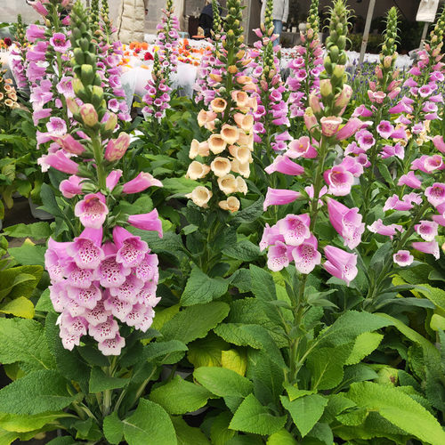 毛地黄大花飞燕盆栽花苗带花