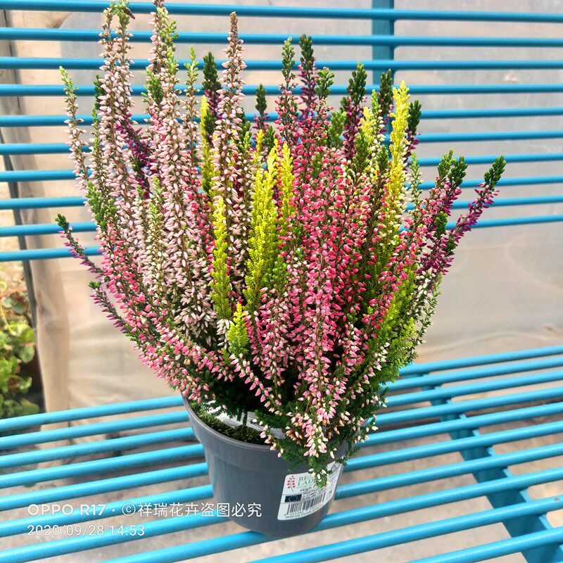 祥瑞花卉进口品种欧石楠多年生盆栽花苗挪威国花阳台庭院耐寒植物