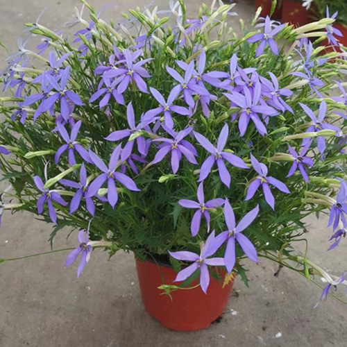 蓝色彩星花成品盆栽大苗带花