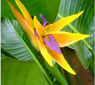 祥瑞花卉天堂鸟新款庭院观叶观花望鹤兰花卉绿植当年开花大苗长绿