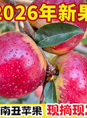 云南当季丑苹果现摘2026年新果