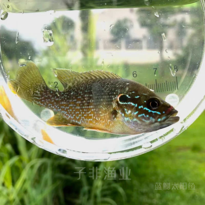 蓝鳃太阳鱼好养不加温颜值高