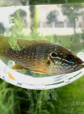 蓝鳃太阳鱼好养不加温颜值高