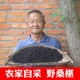 桑椹干 桑果干 野生桑葚无沙免洗500g 黑桑椹干中草药